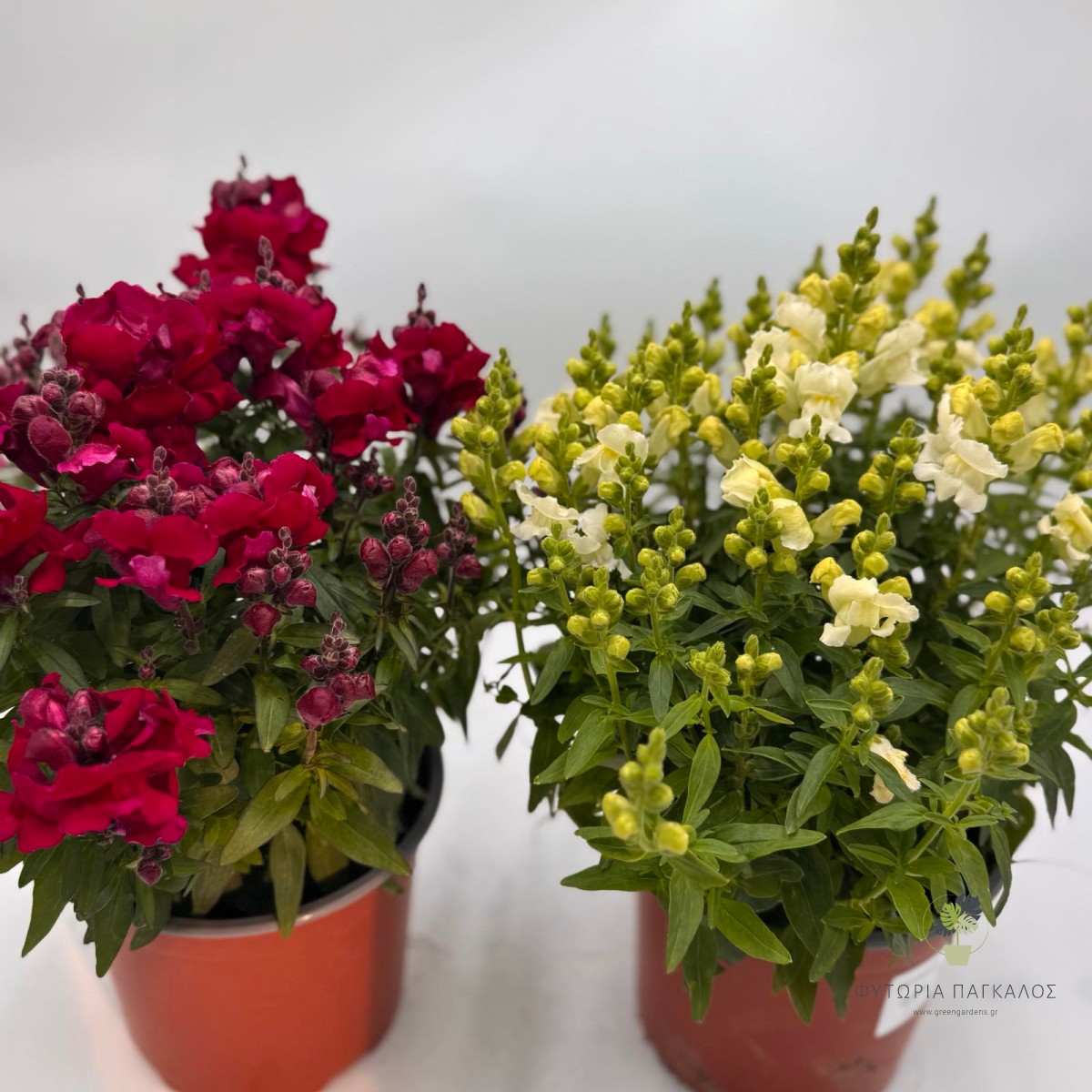 Σκυλάκι (Antirrhinum majus) | Ανθοφόρο Φυτό με Πλούσια Πολύχρωμη Ανθοφορία - 3